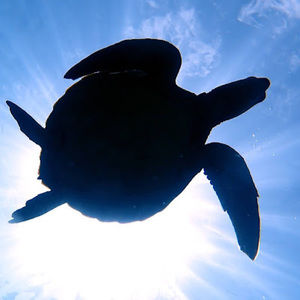 Meet your Posher, Remi